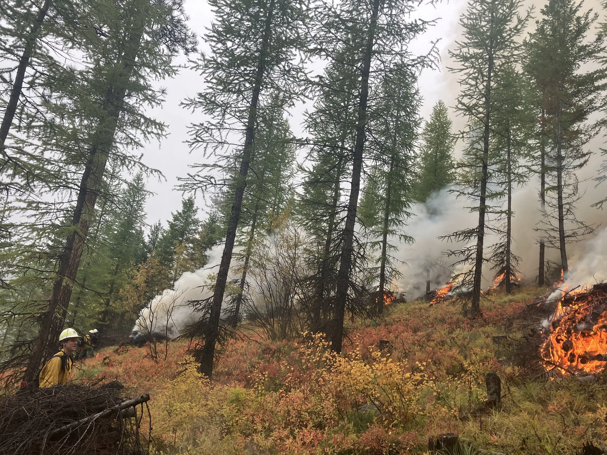 Forest Service Issued Final Decision on “Westside Ninemile Wildfire Resiliency Project”