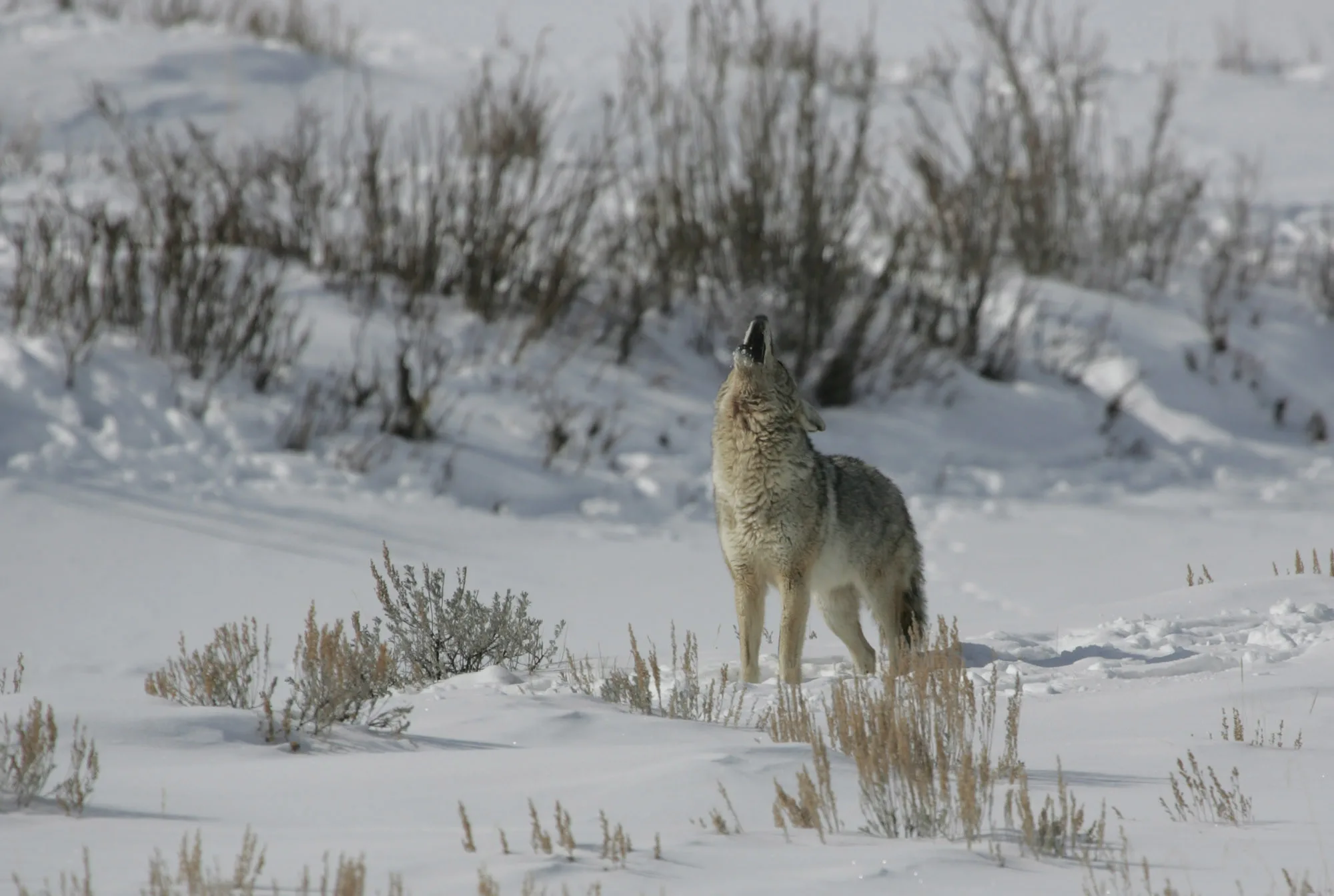 Coyote bites 5-year-old, tries to drag him away