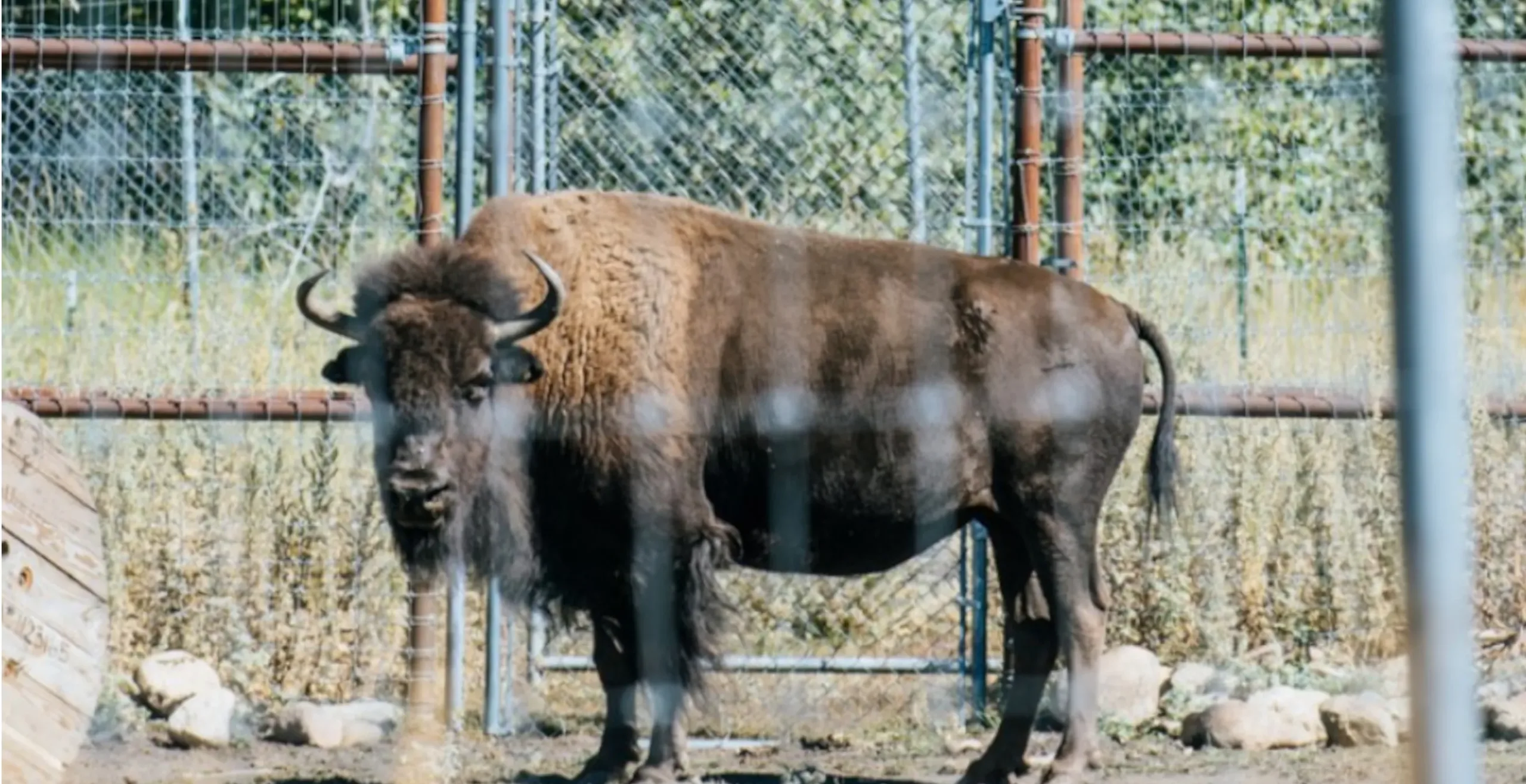 Legendary 24 year Old Yellowstone Park Bison “Speedy” Passes Away