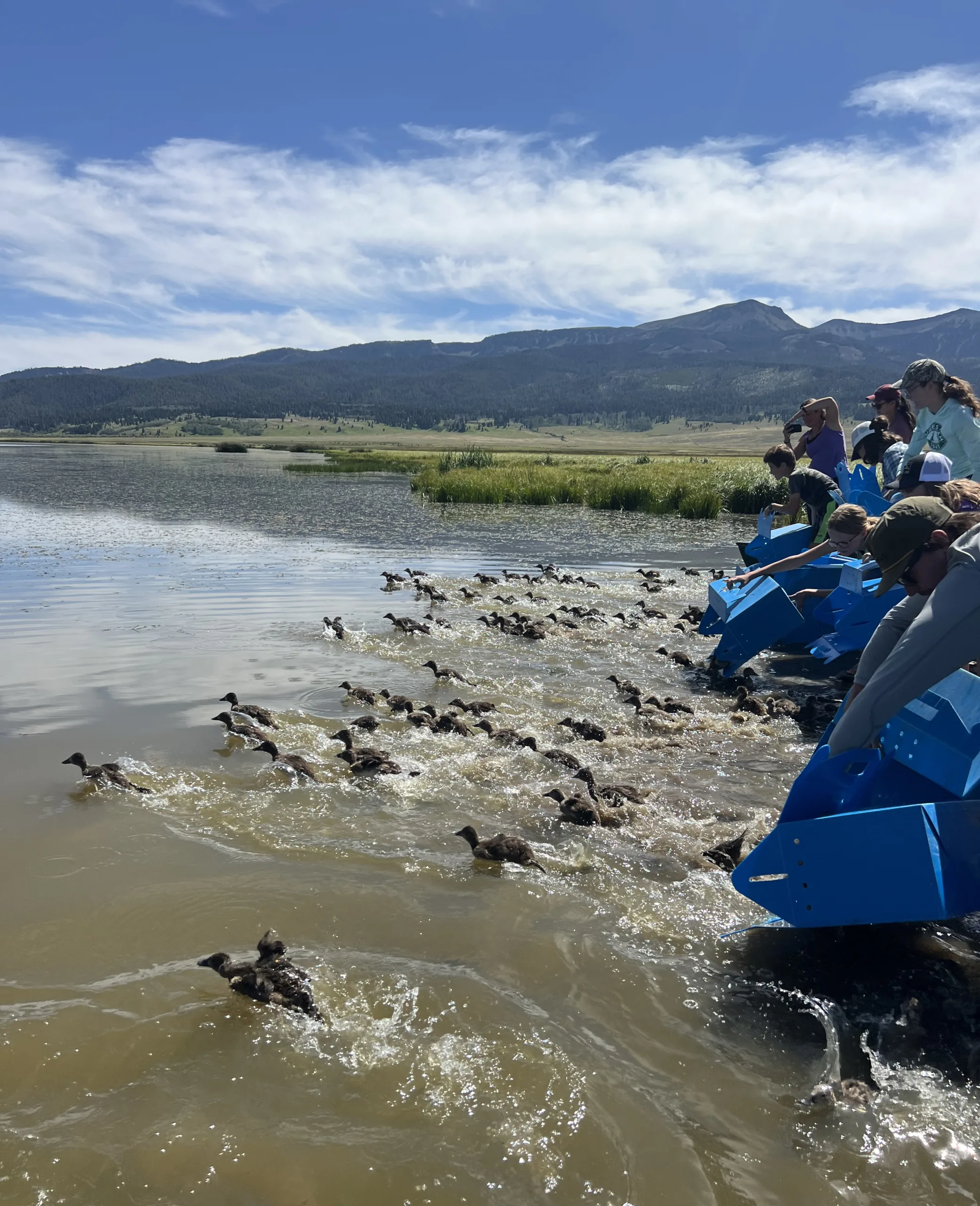 Duck Drive: UM Students Band Together for Waterfowl Conservation