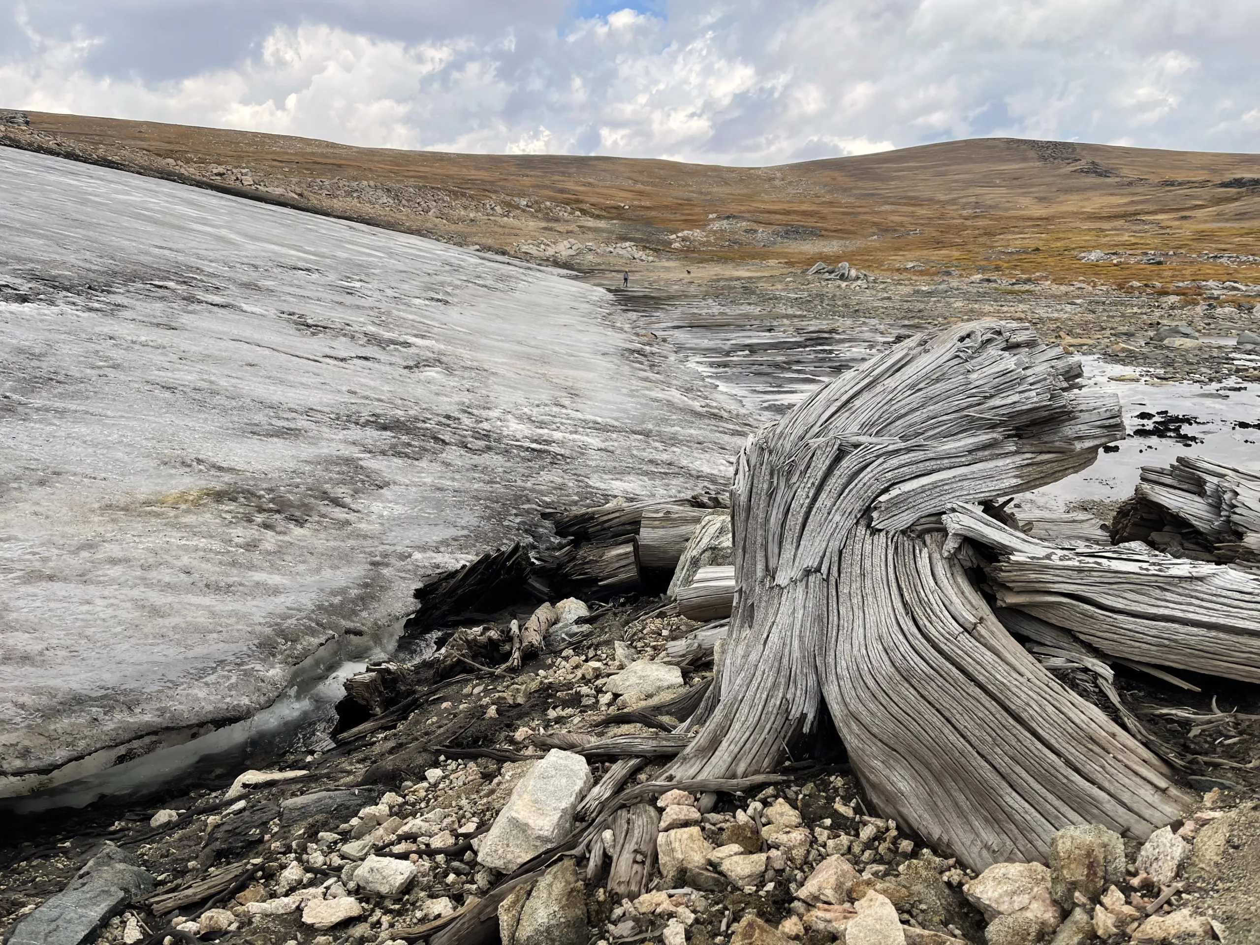 Ancient trees reveal possible futures for Greater Yellowstone Ecosystem