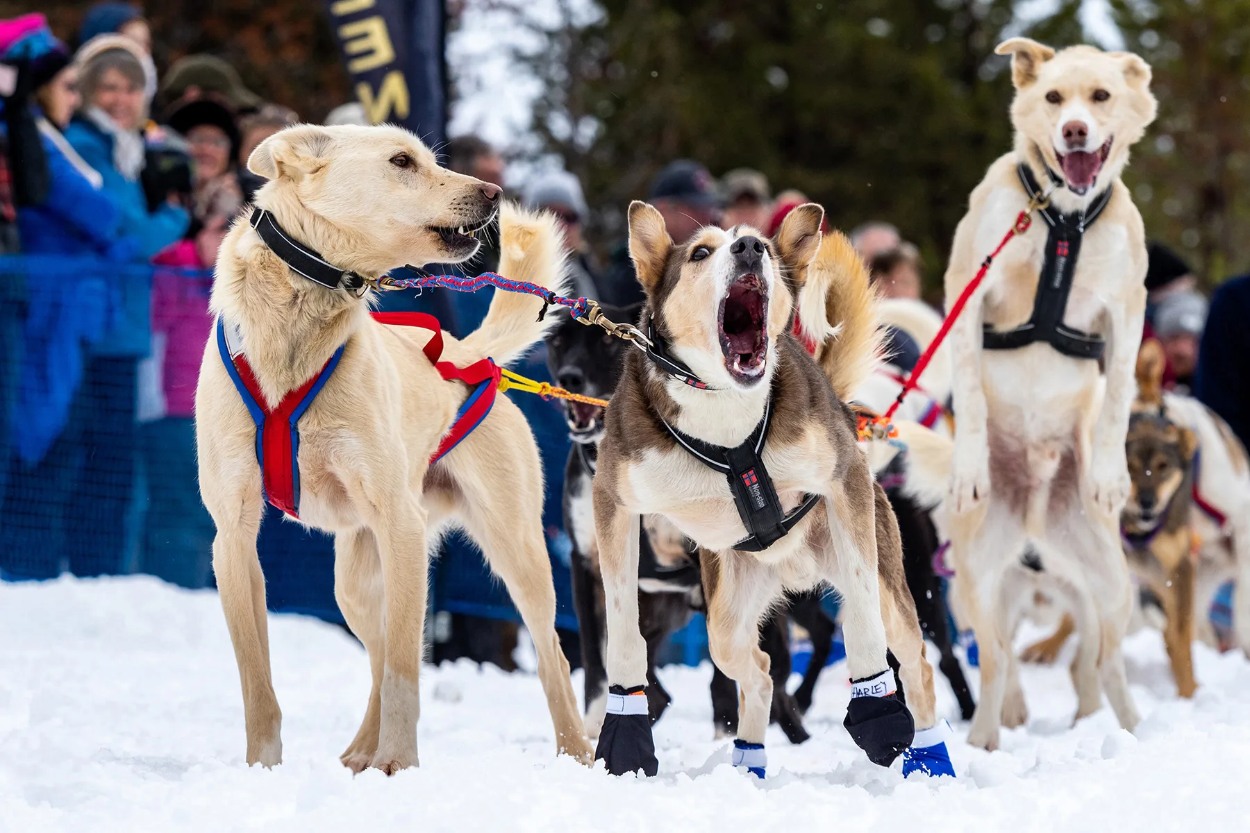 Four Montanans registered to compete in Idaho Sled Dog Race