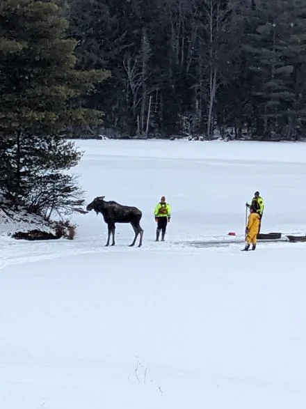 Forest Rangers and Police Rescue Moose Trapped in Ice 