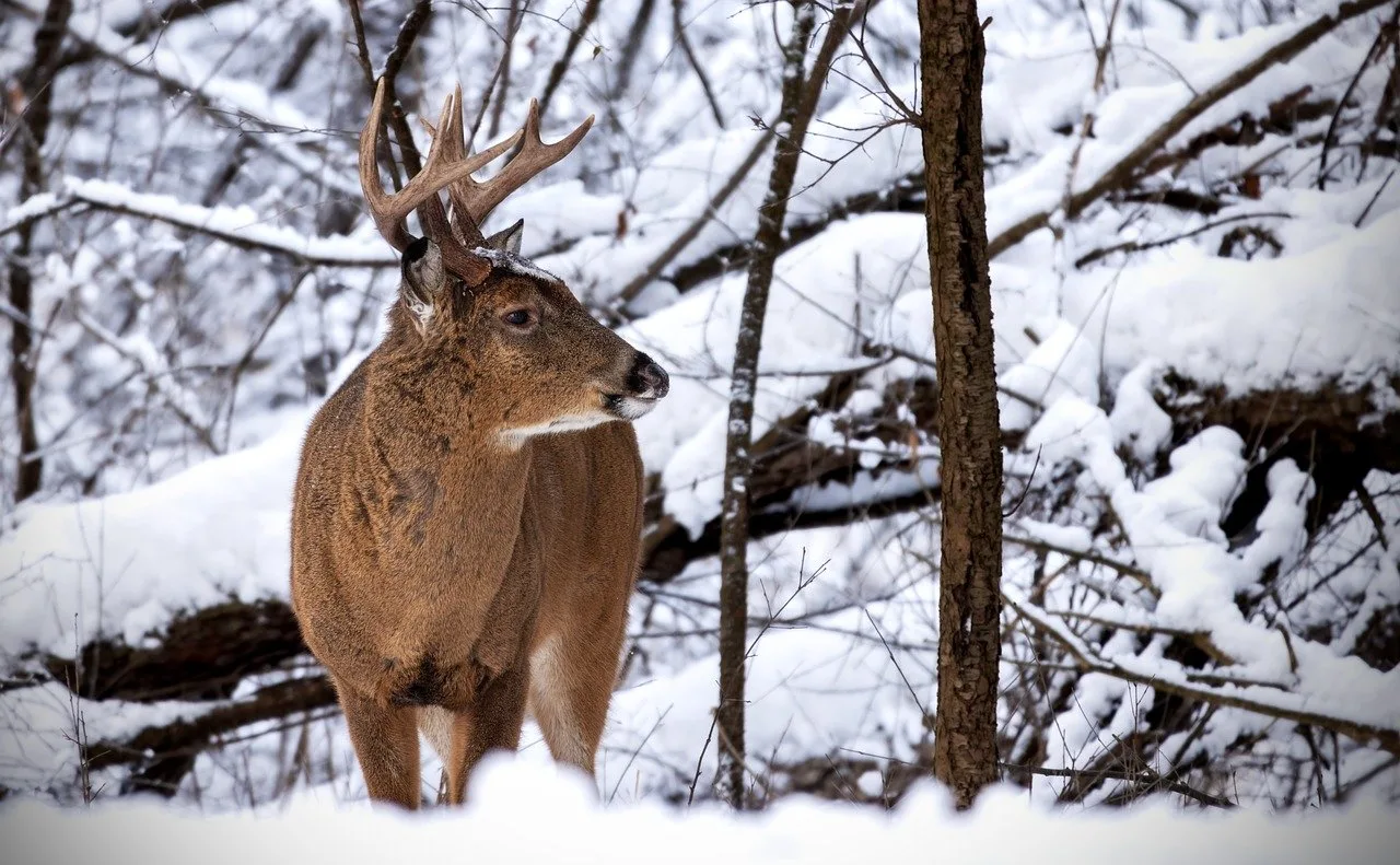 Social media post alerts police to poachers; fines issued totaling $17,240