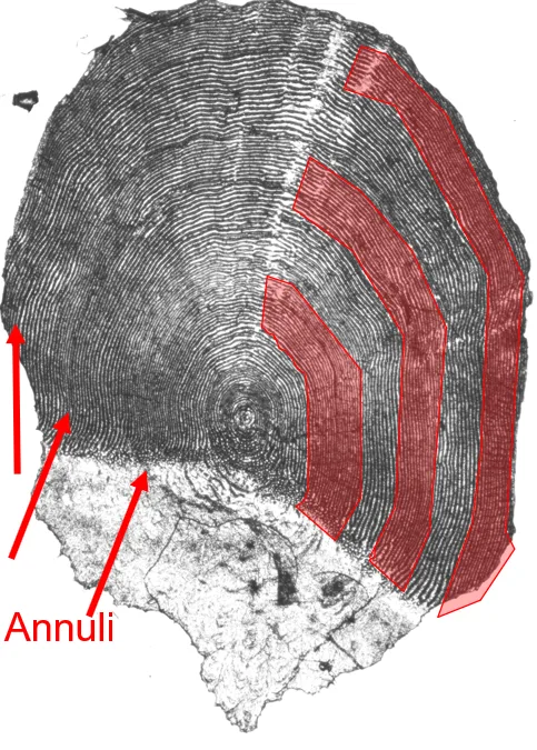 Anatomy of Adult Chinook Scale, Annuli Location