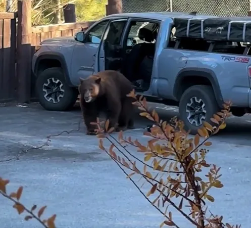 Being Bear Aware Includes Locking Your Vehicle in Bear Country