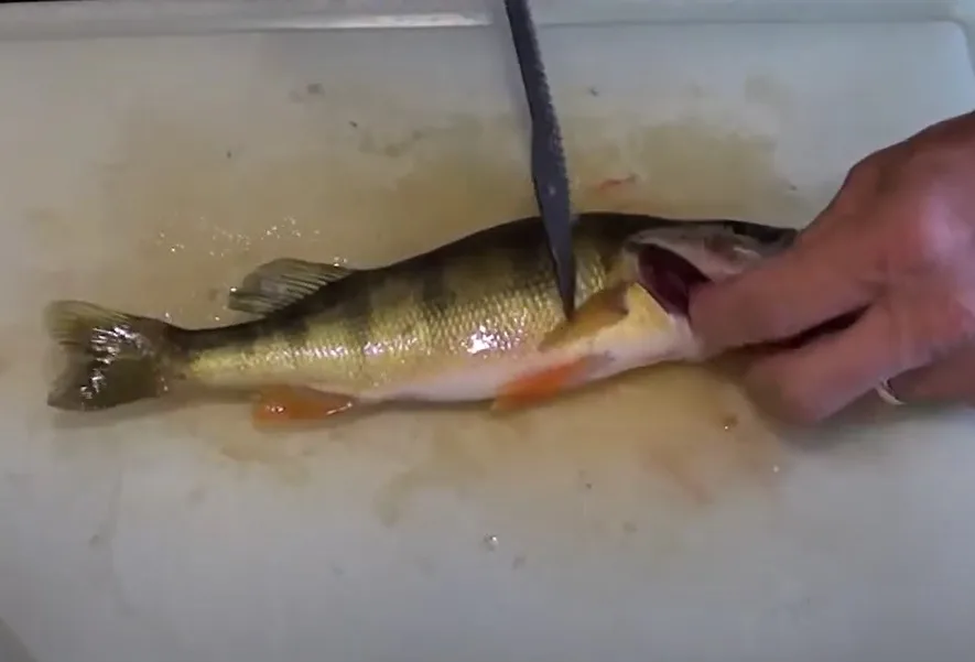 How To Clean A Perch QUICKLY with an Electric Knife