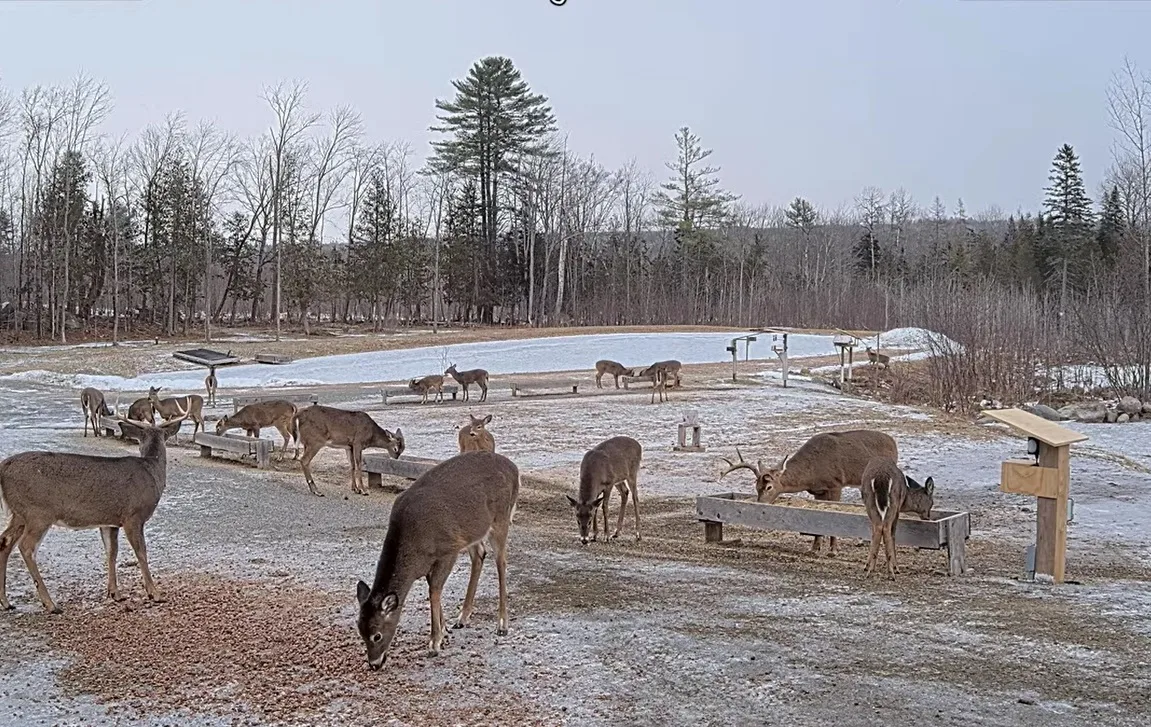 Brownville Food Pantry for Deer Aims to Help Deer Brave the Snow