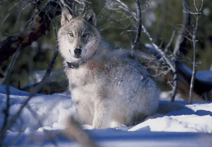 Reward Soars to Over $100,000 for Info on Killing of Colorado Wolf