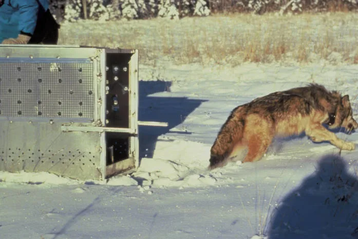 Colorado begins capture and transport of wolves from British Columbia