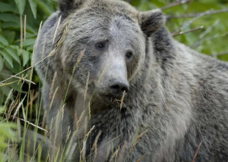 Lawsuit filed over proposed 9,000-acre logging project’s possible impact on lynx, grizzlies near Whitefish