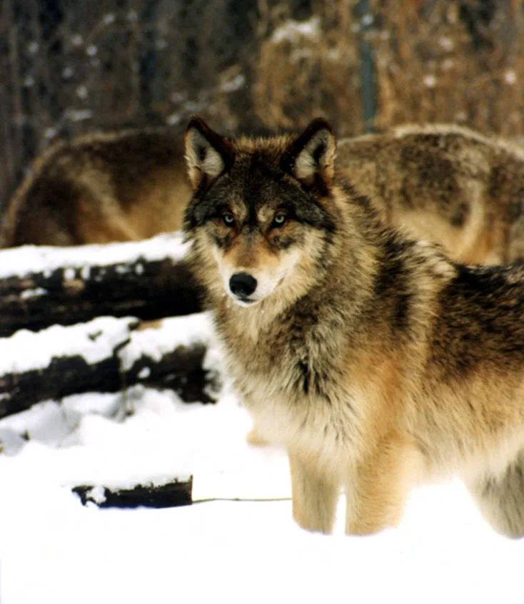 Montana House Fish, Wildlife and Parks Committee to consider two wolf hunting bills on Tuesday