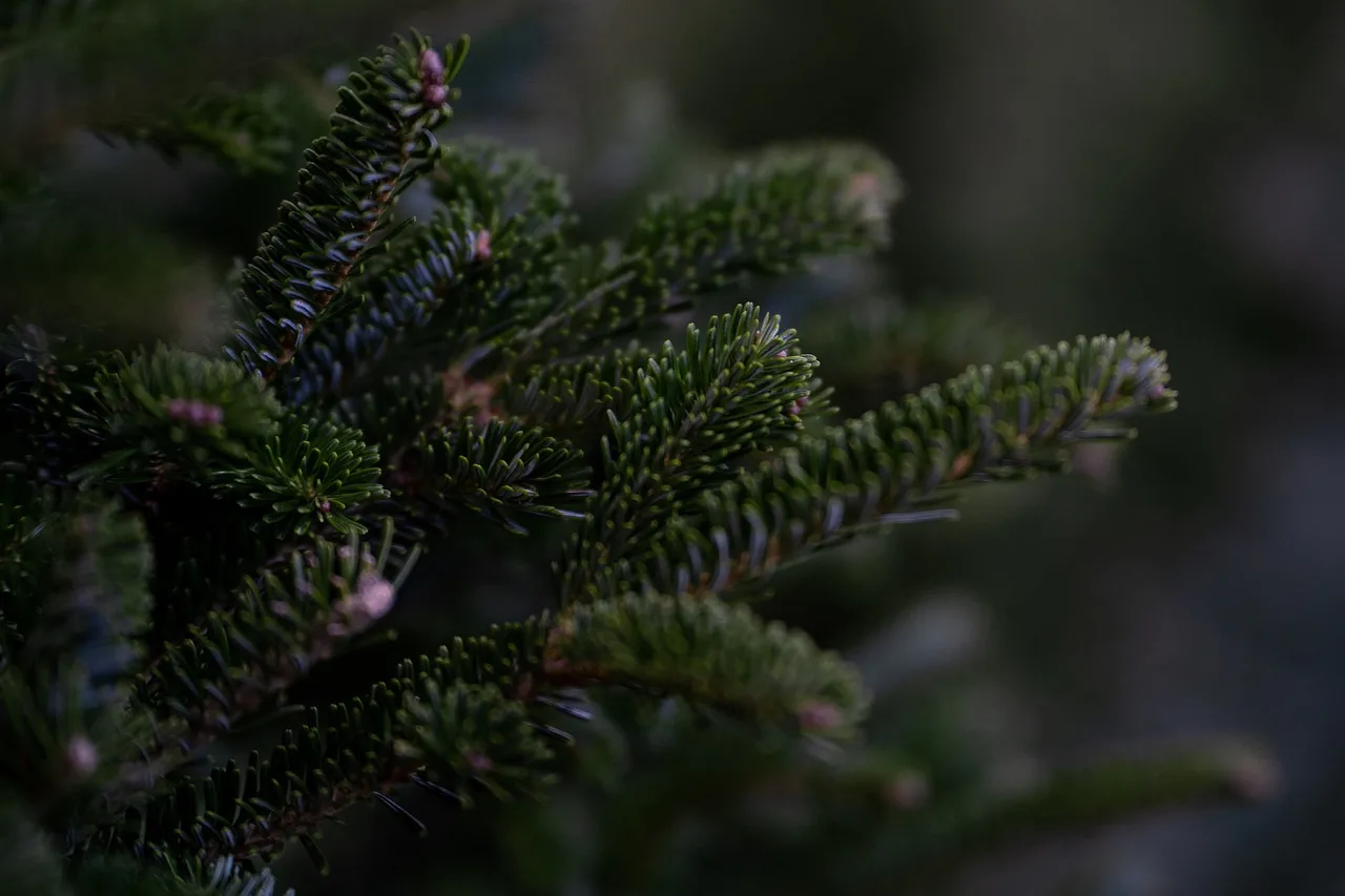 Recycle Christmas trees at Spotted Eagle to improve fishing habitat