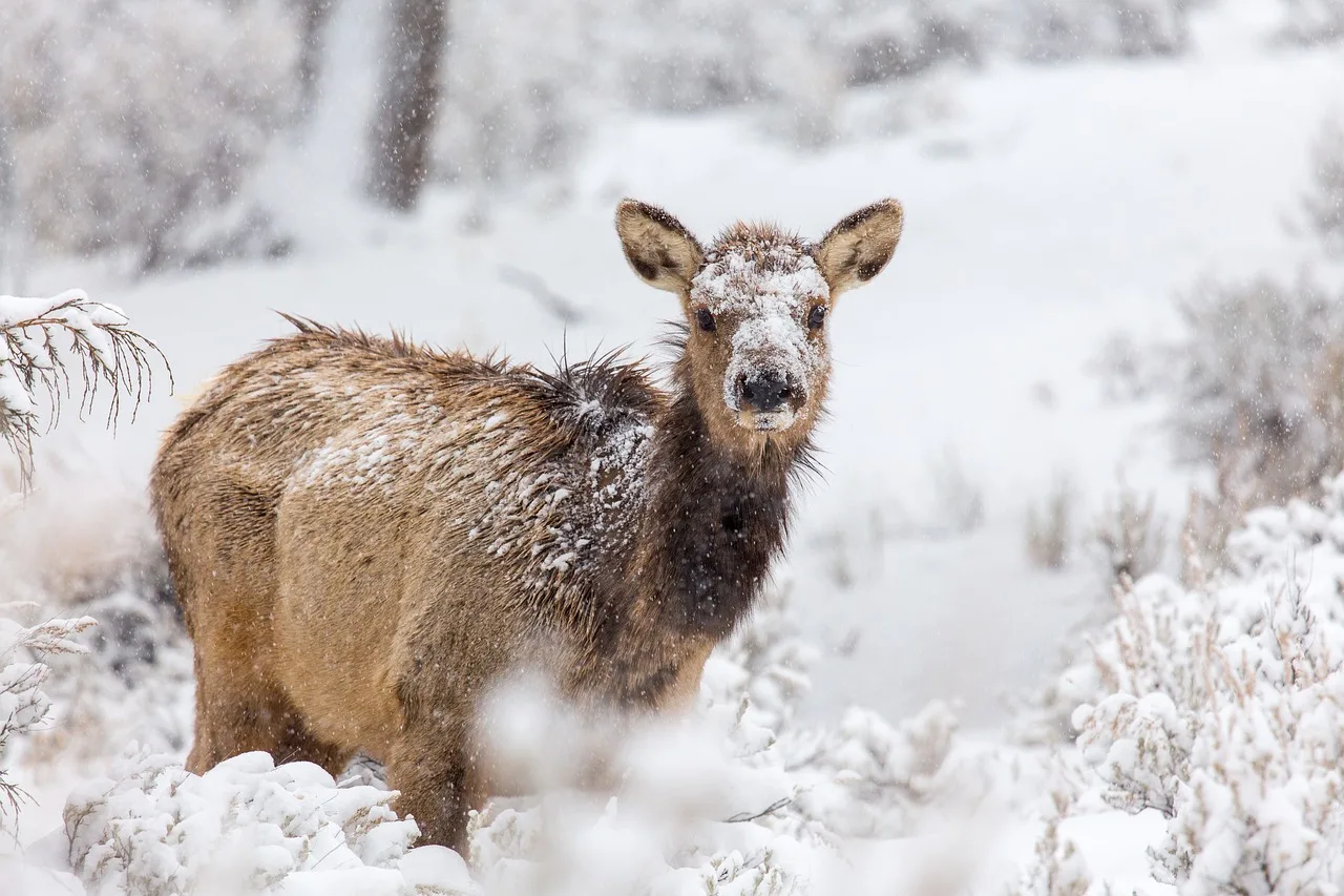 Montana legislators propose raising nonresident hunting base fee by more than 500%