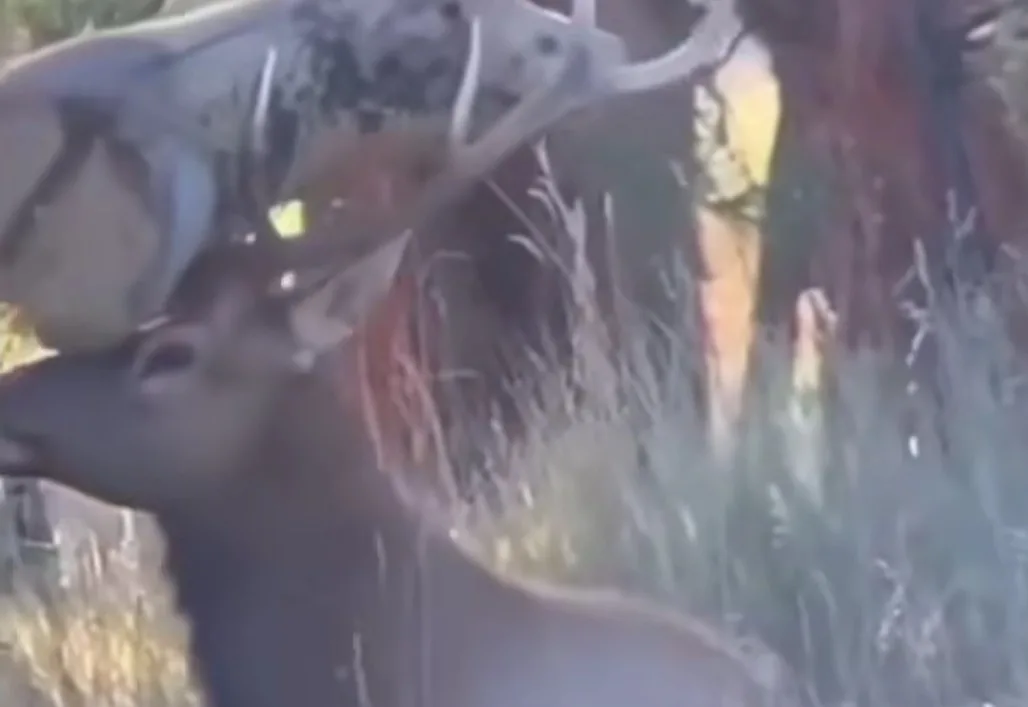 Elk vs. Decoy: Who Won?