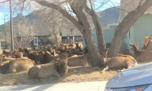 When Elk Visit the Suburbs