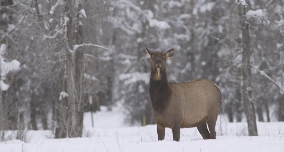 Chronic wasting disease found at Wyoming elk feedground