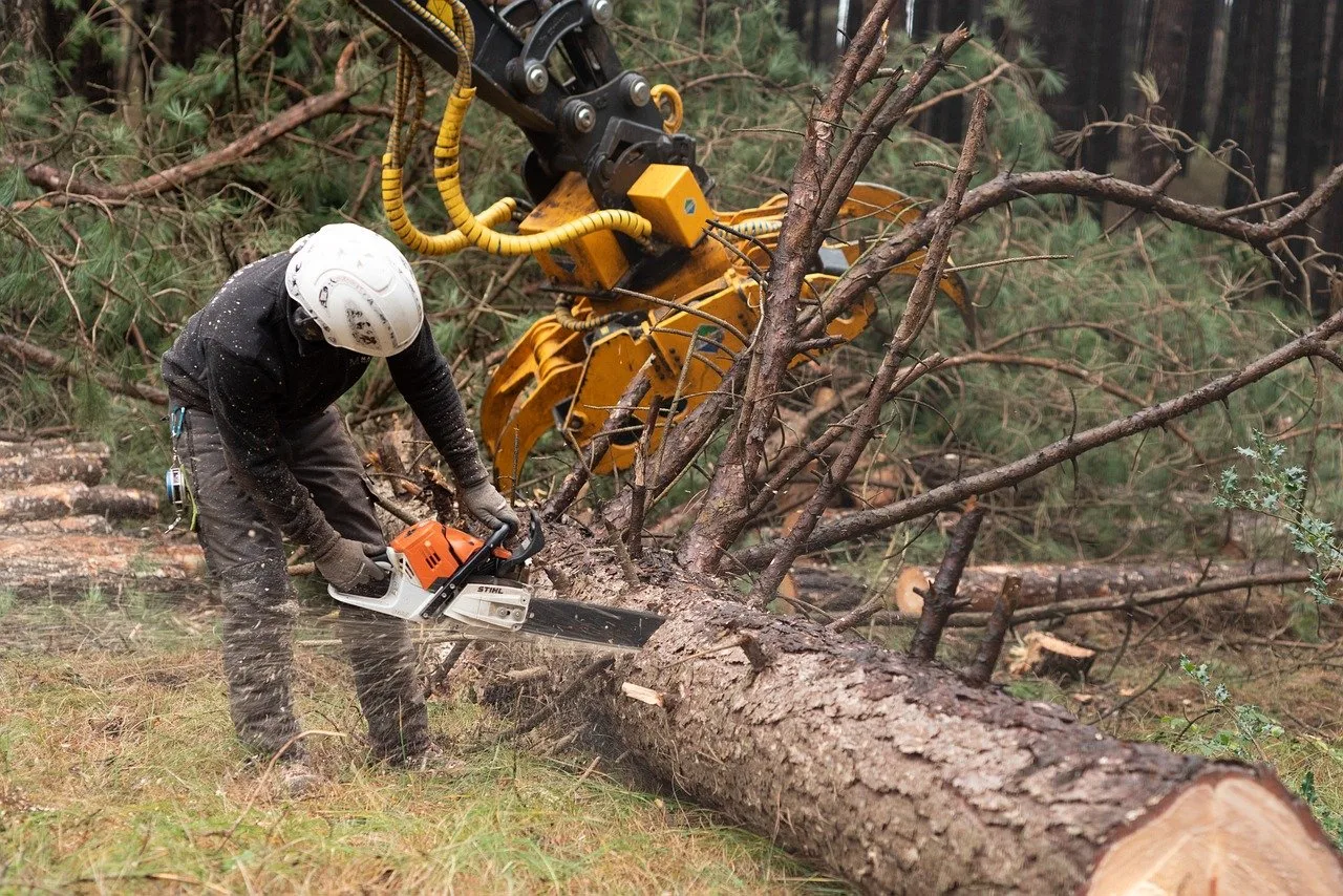 Old Growth Amendment Withdrawn by U.S. Forest Service