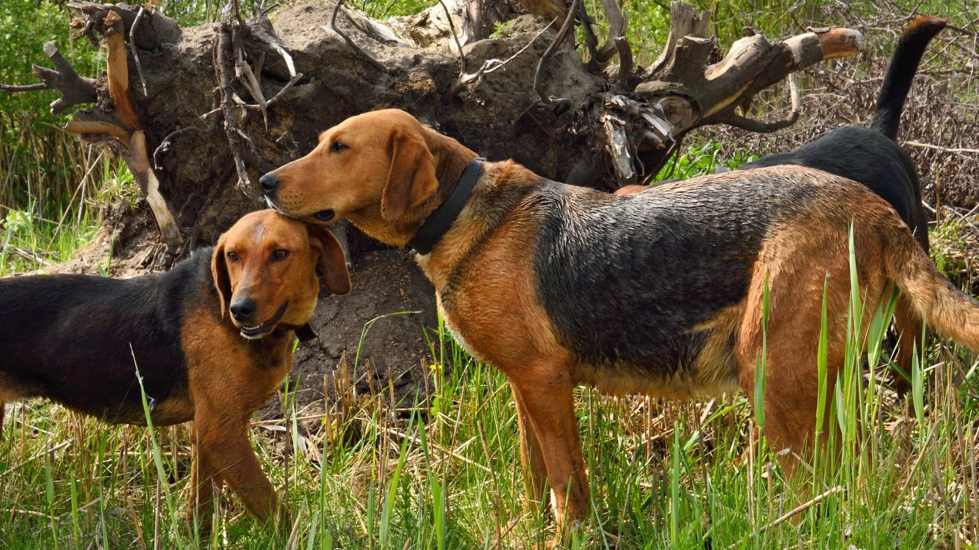 Join the Fun at the Montana State Houndsmen Association Field Trial!