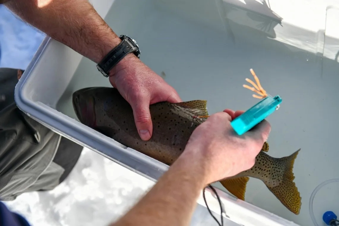 Biologist putting a floy tag into a fish