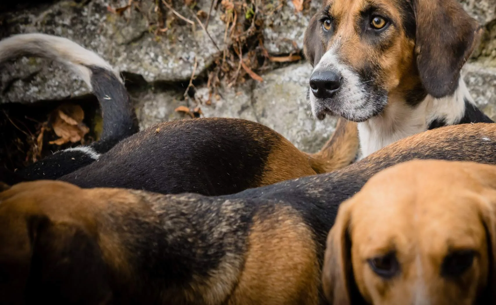 A Debate Over Hound Hunting in Arizona