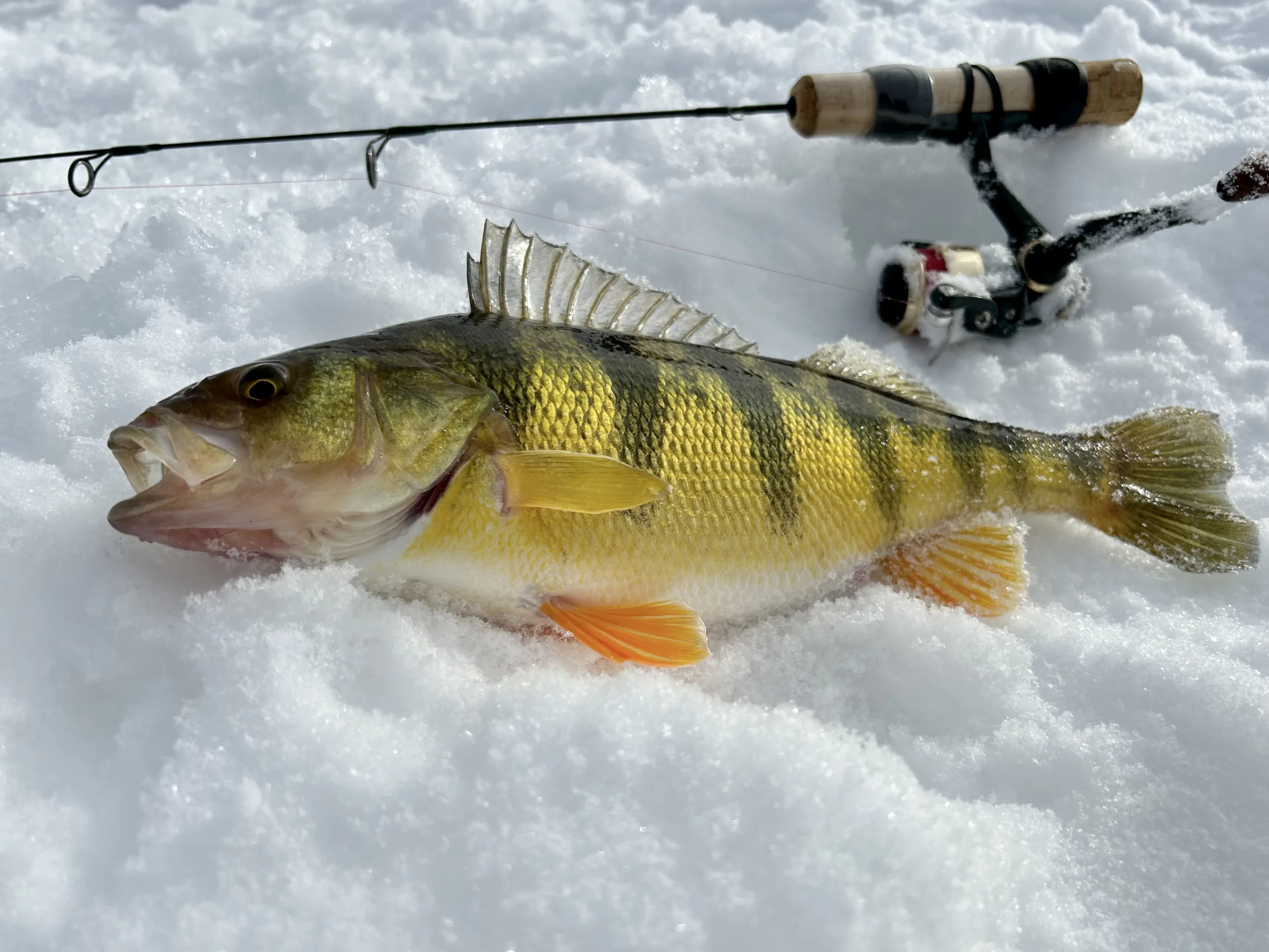 Lake Cascade, perch, ice fishing