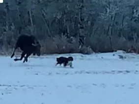 The Border Collie that Outsmarted a Moose