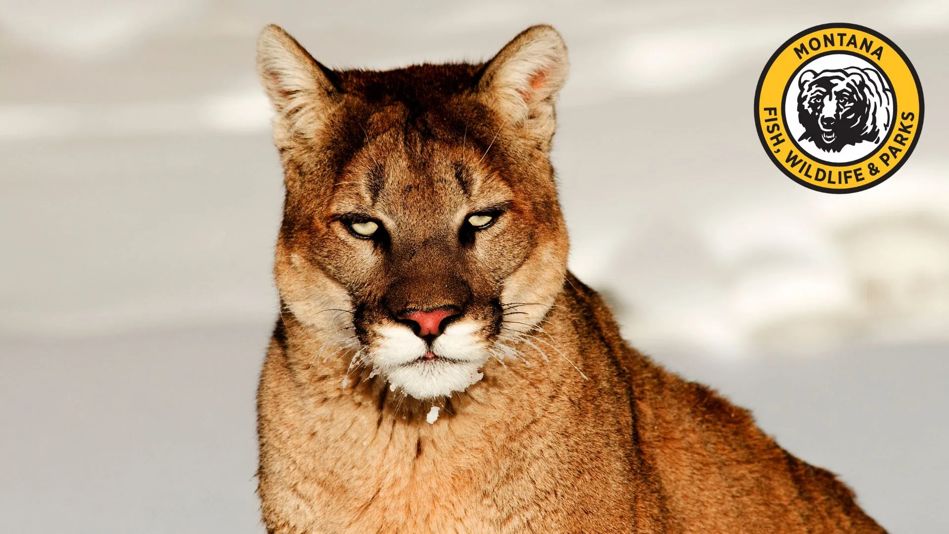 NOTICE OF MOUNTAIN LION CLOSURE – LMU 201