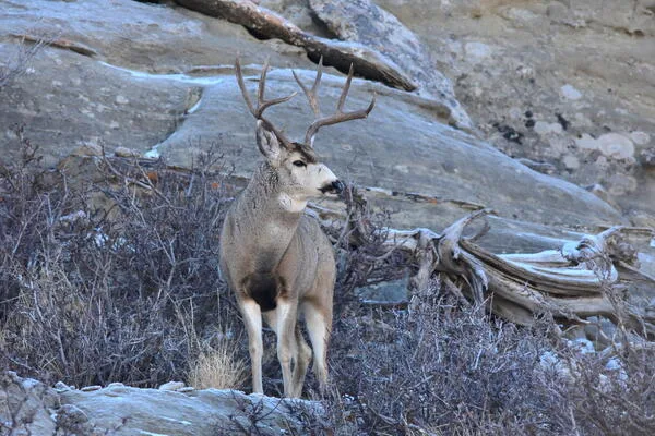 New study finds deer hunting can help keep CWD in check