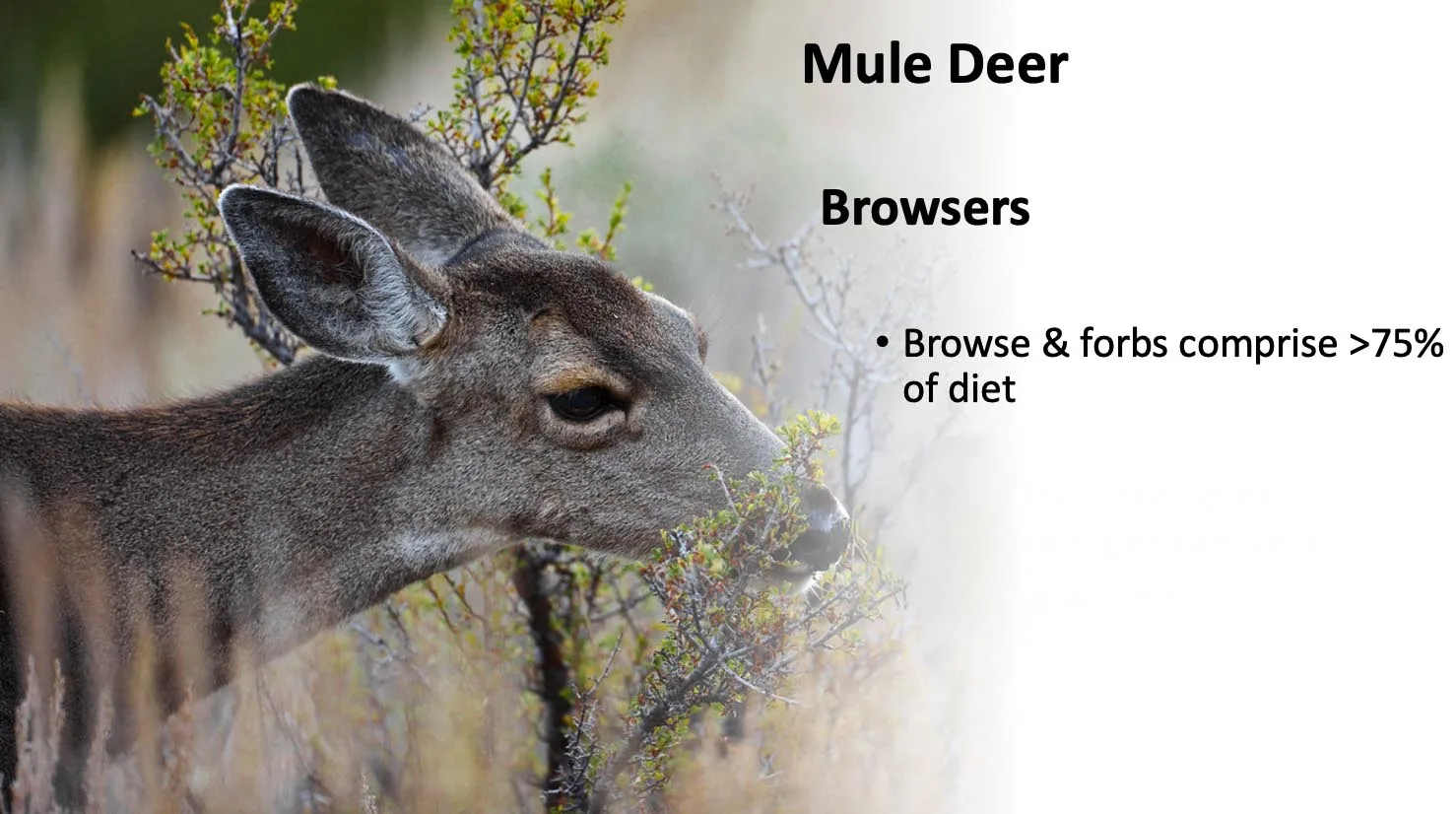 mule deer diet graphic