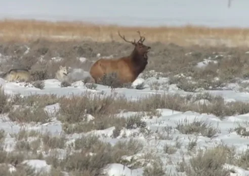 Wolf Pack Attempts Hunt 5 Times in Hours