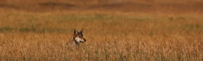 U.S. Fish and Wildlife Service Seeks Information on Illegal Killing of Gray Wolf in Grand County, CO