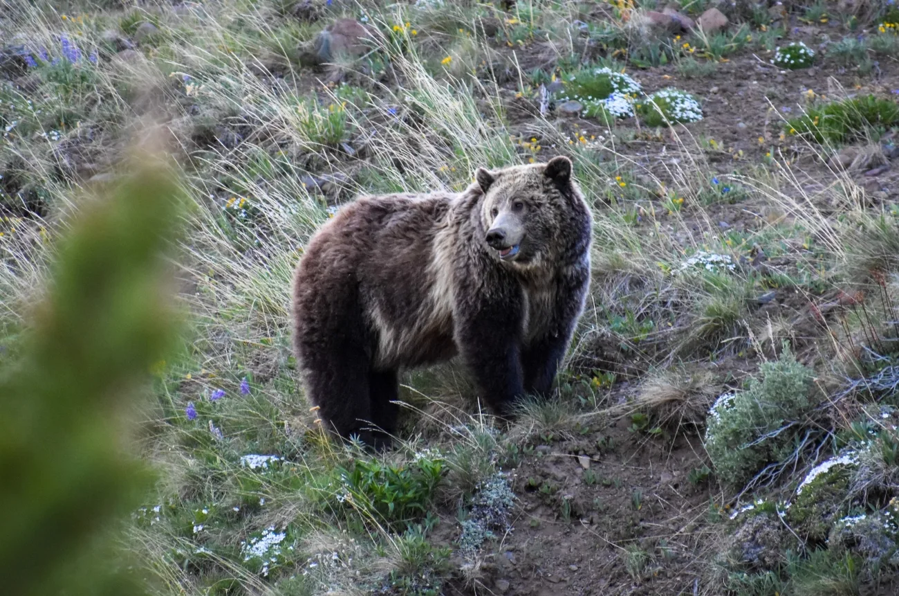 U.S. Fish and Wildlife Service Proposes Update to Grizzly Bear Endangered Species Act Listing and Management