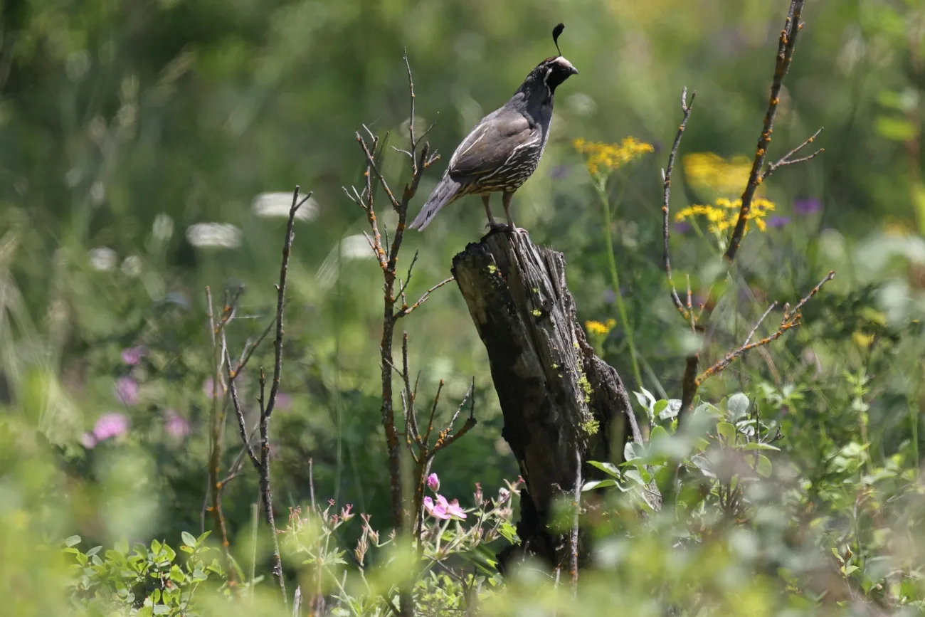 Bill that would designate quail as upland game bird in Montana moves forward