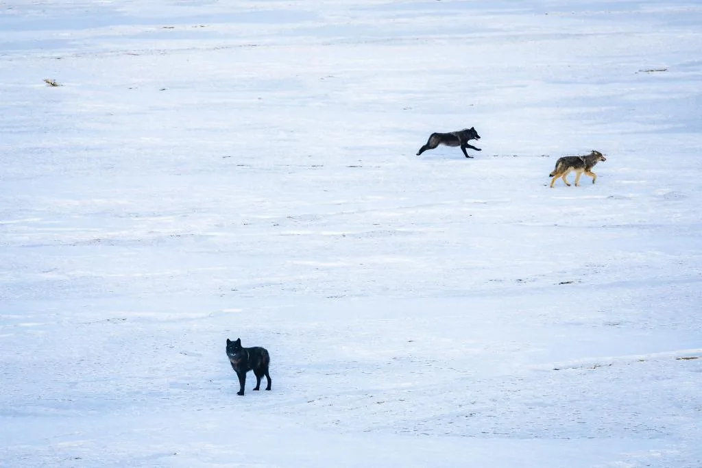 Colorado concludes second year of gray wolf capture and release efforts