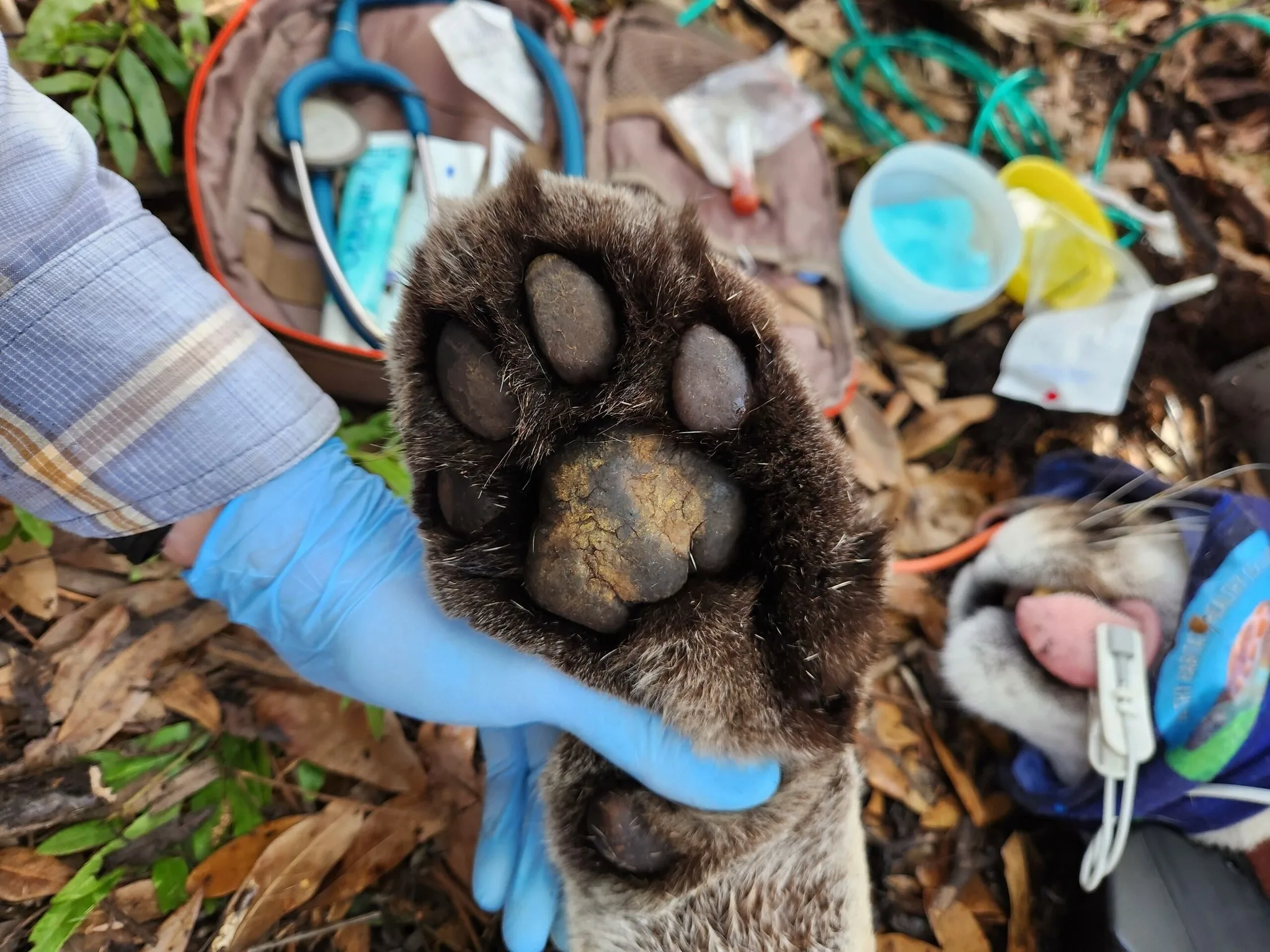 Big Cat, Bigger News: Meet Florida’s Record-Breaking Panther