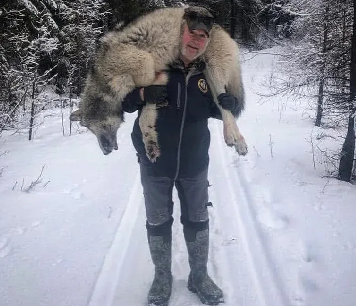 Seven Wolves Down for this Montana Trapper