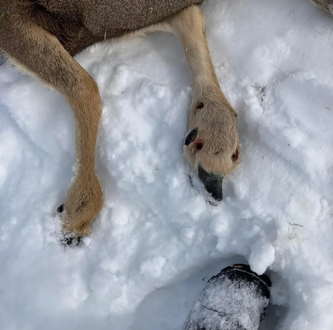 The Mystery of the Swollen Deer Hooves