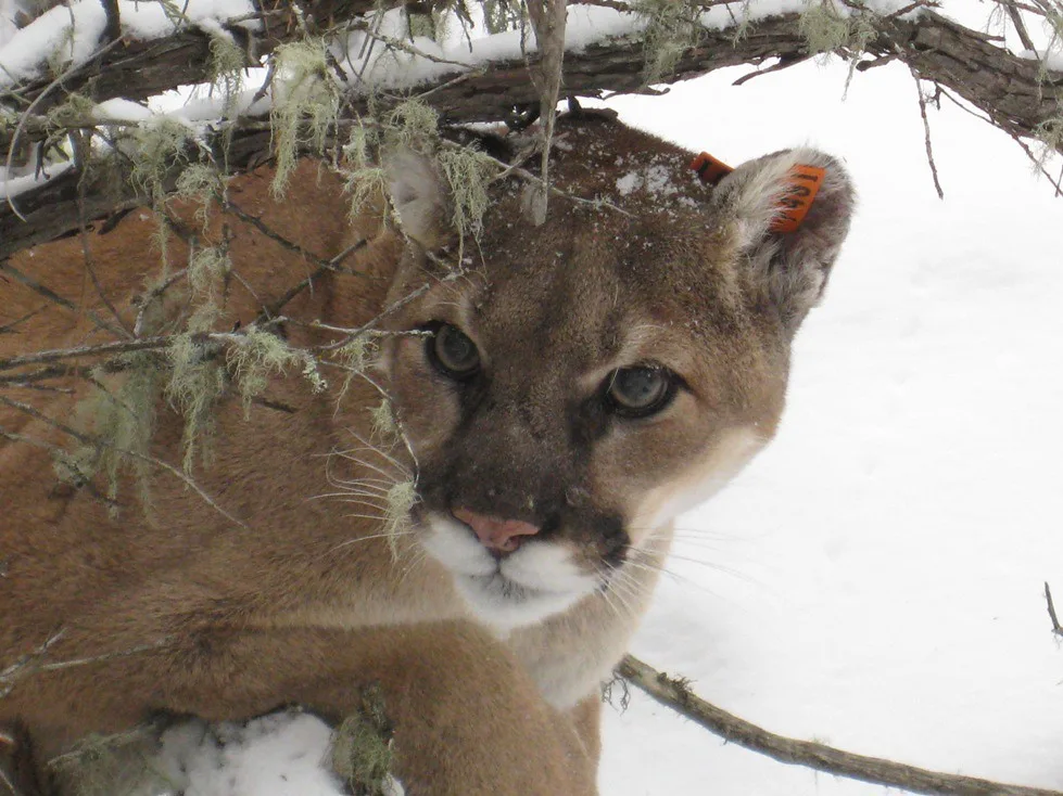 Mountain Lion Gets Death Penalty For Killing Pet Goats