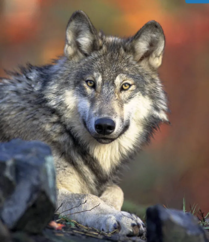 FWP releases final environmental impact statement for the 2025 Wolf Management Plan