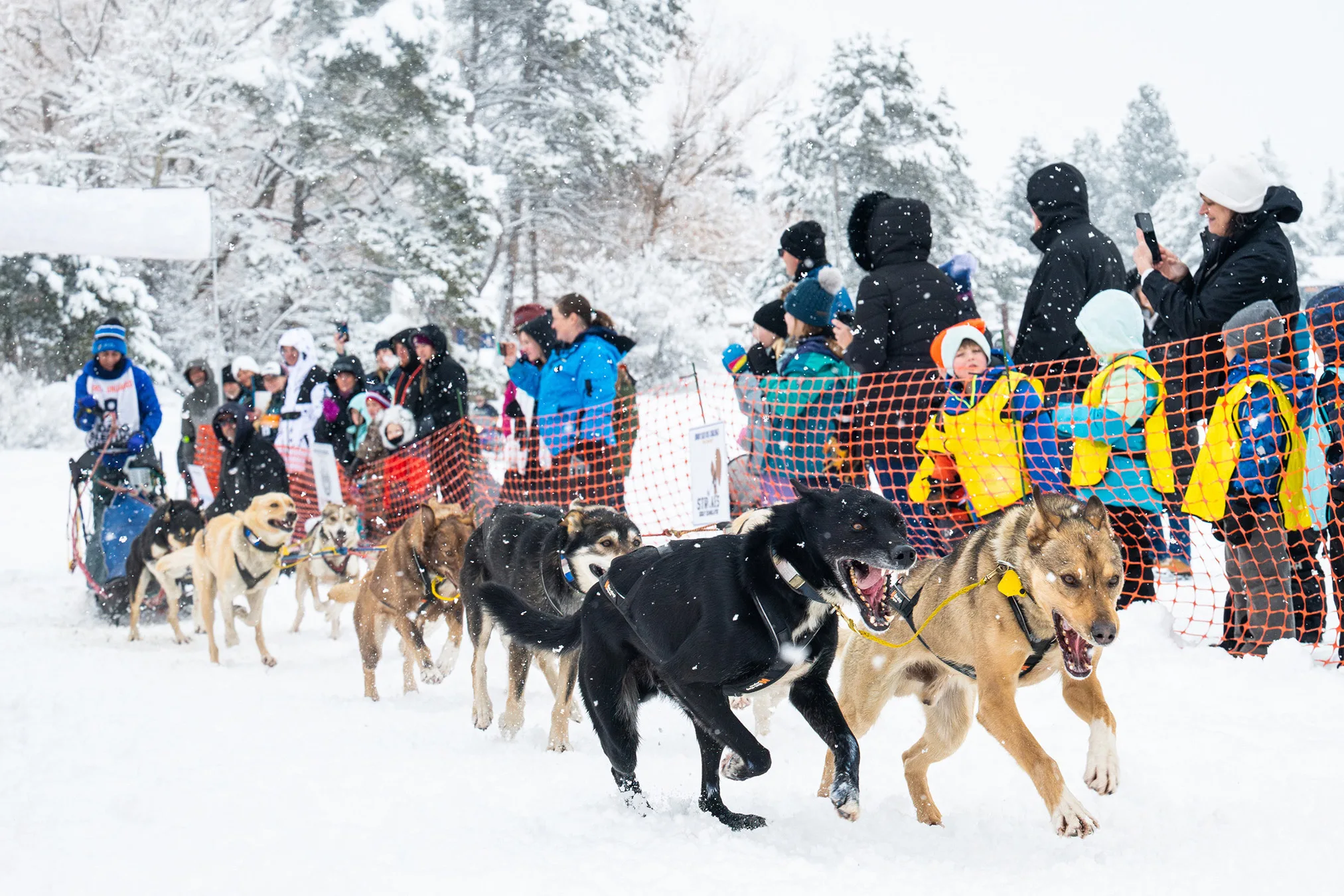 Montana musher wins Idaho Sled Dog Challenge 100-miler