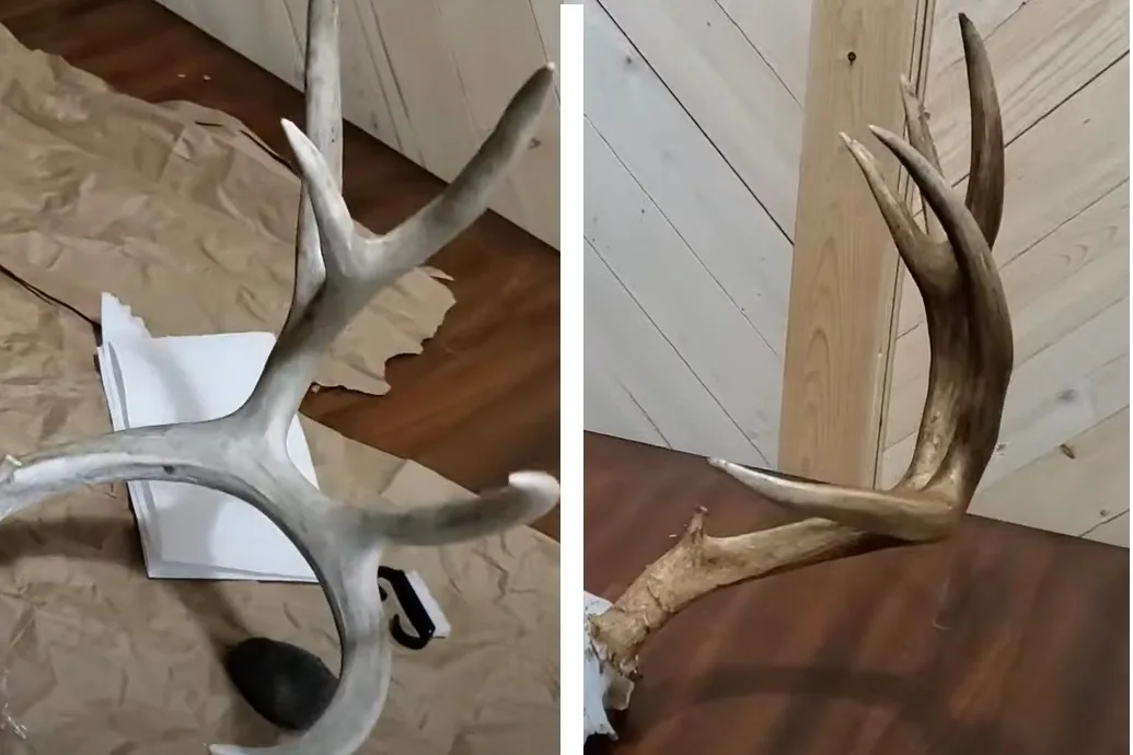 How To Restore Your Antlers Naturally with a Common Ingredient