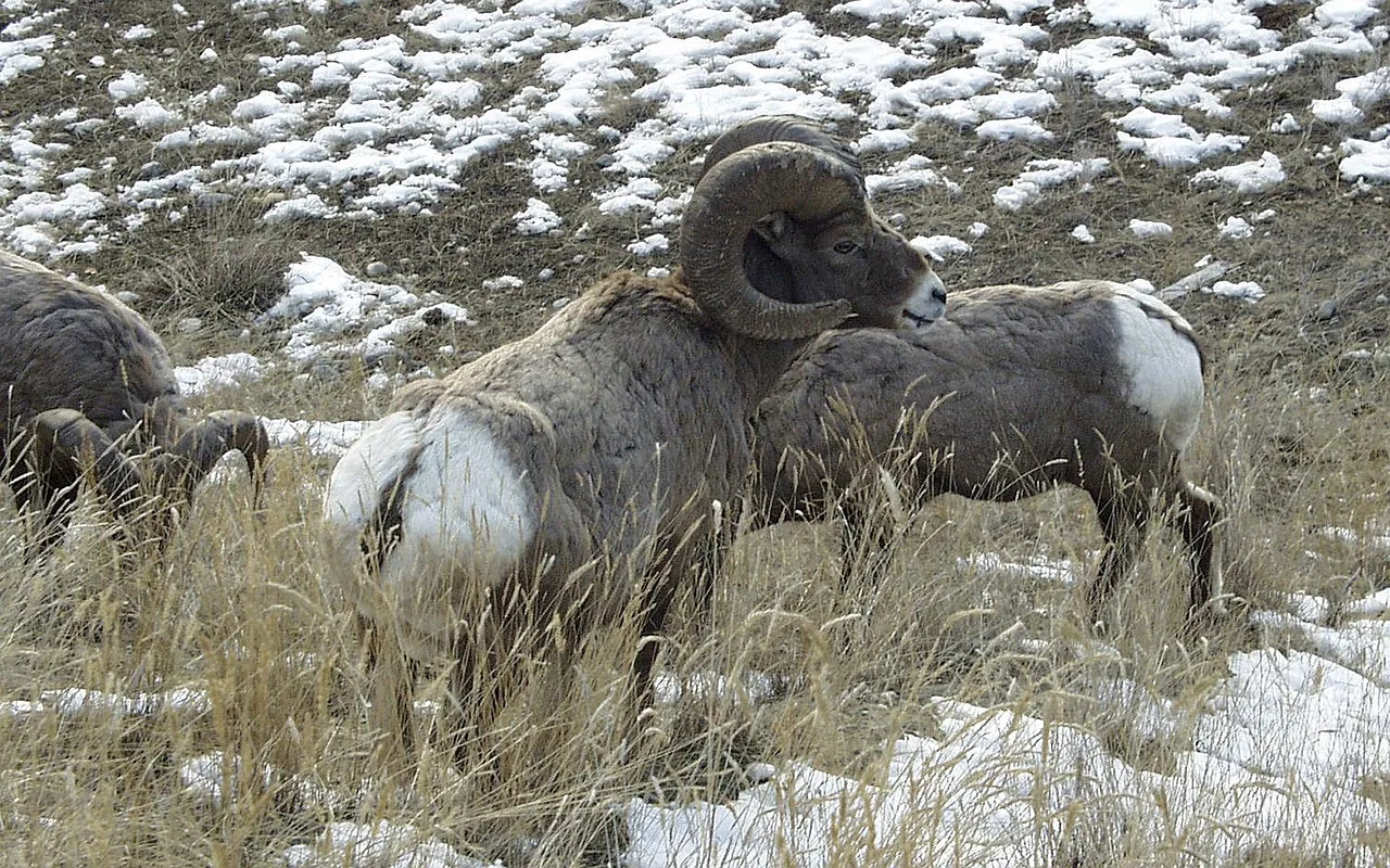 Bighorn sheep license quotas reduced in HD 622 due to population concerns