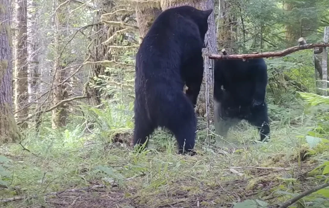 A Reflection of Pure Comedy with Bear vs. Bear