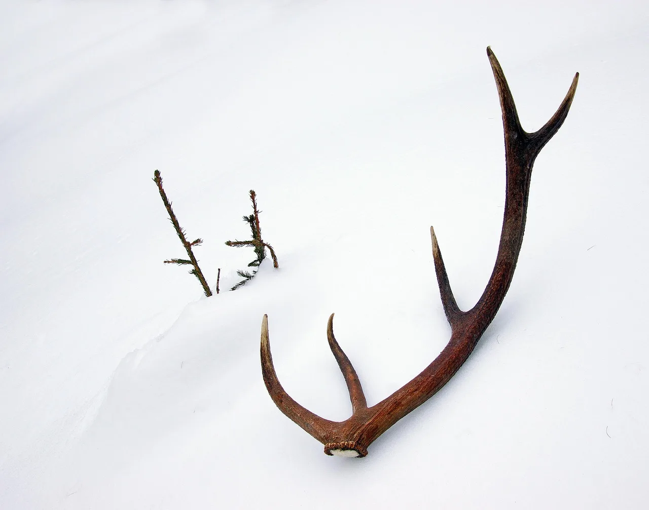 Blackfoot-Clearwater Wildlife Management Area antler hunters should register for opening day vehicle entry