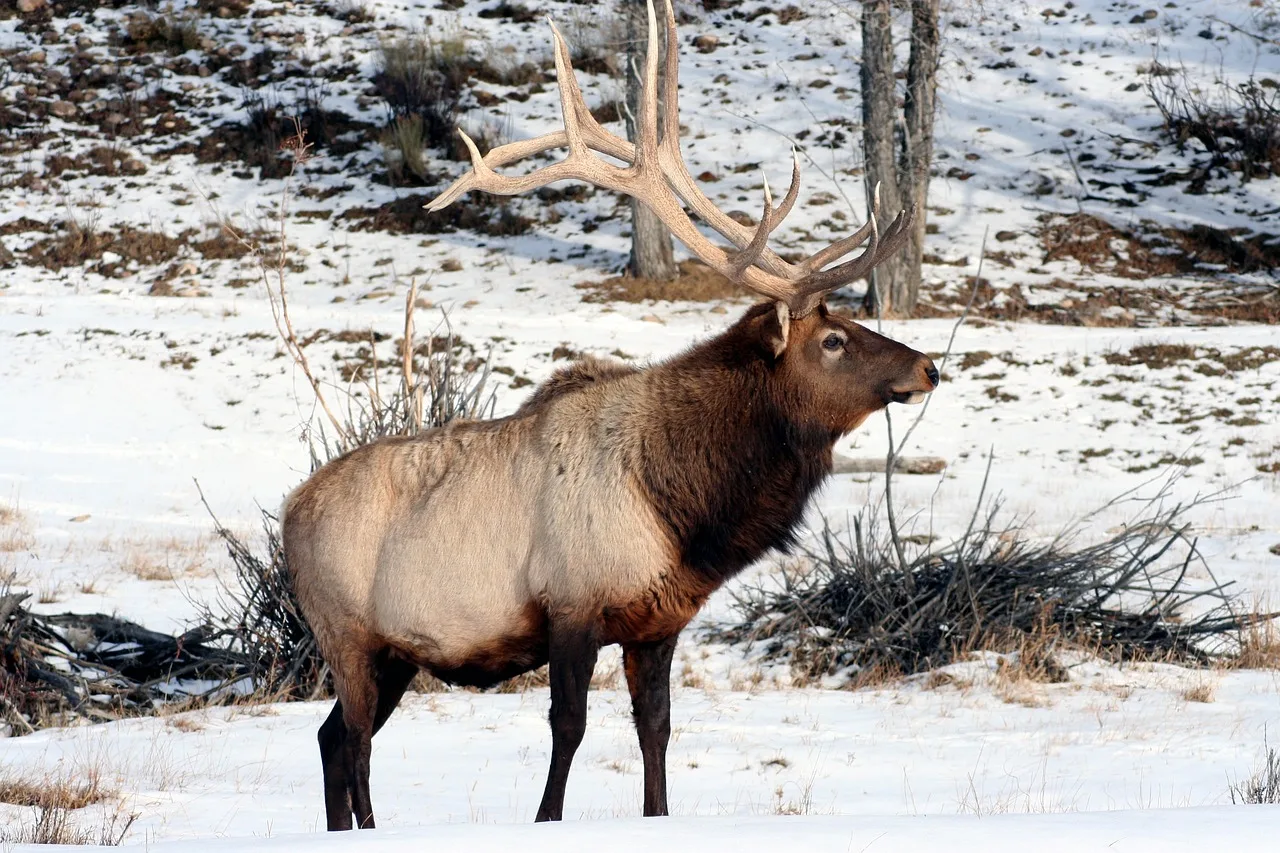 Deer and bull elk illegally shot and killed near Montana-Idaho state line