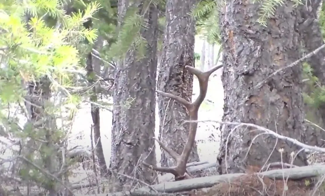 Shed Happens: Here’s a Cool Compilation of Elk and Moose Antler Finds from Montana