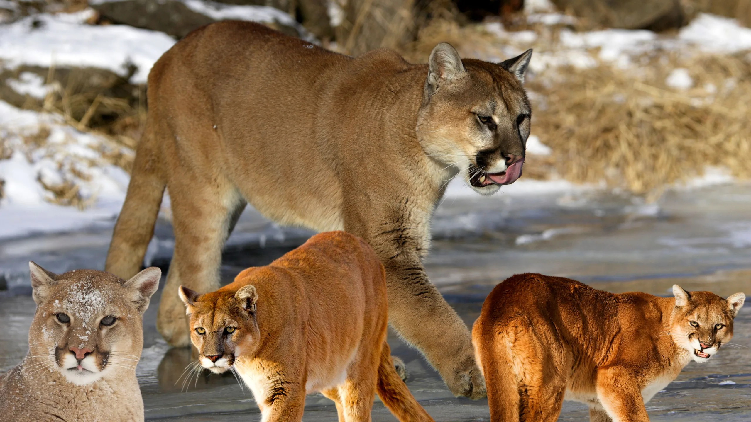 Conservation or Carnage? Wyoming’s Mountain Lion Hunting Bill Stirs Controversy