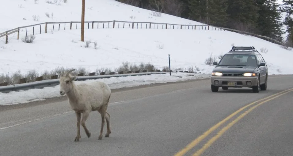 Drivers urged to exercise caution, watch for wildlife on roadways