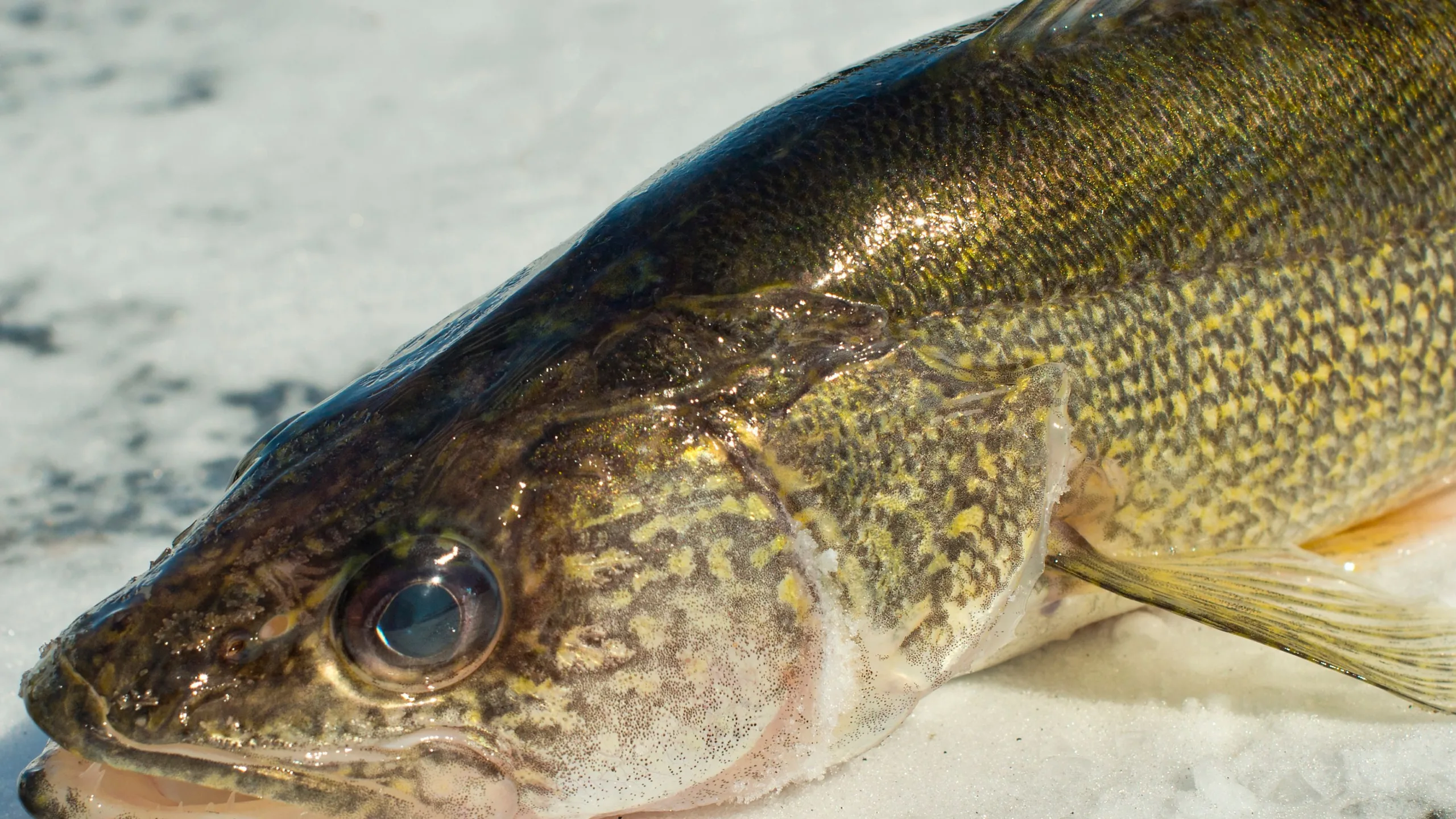 How To Master Walleye Ice Fishing Jigs